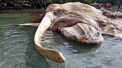 Mystery Sea Monster? Nope, Just a Dead, Stinky Whale