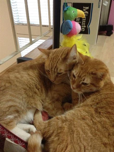 Conjoined cats by catssu on DeviantArt