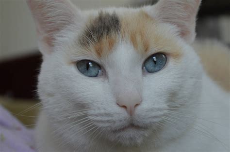 White Calico Cat with Blue Eyes by mayastang on DeviantArt