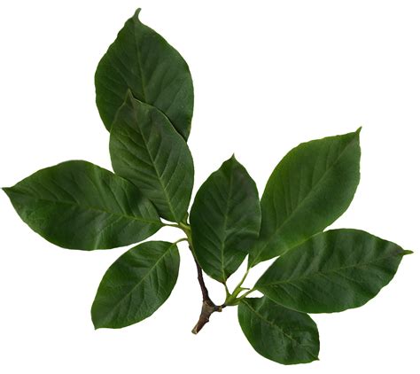 File:Magnolia soulangiana scanned leaves.png - Wikimedia Commons