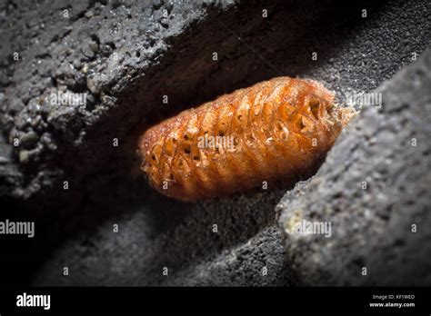 Praying Mantis egg case Stock Photo - Alamy