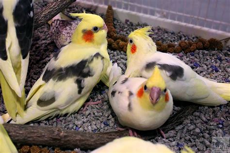 Baby Cockatiels at Fauna!