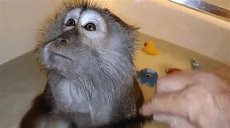 Monkey Grooming GIF - Find & Share on GIPHY