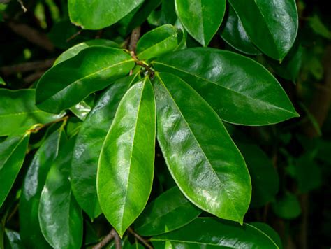 The Amazing Benefits of Soursop Leaves - PottageOfHealth