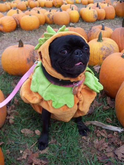 A Day in the Life of Pugs: Pumpkin Patch