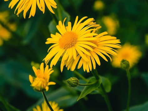 Arnica Homeopathic Medicine: Overview, Uses, and Benefits