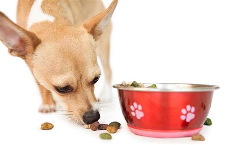 Chihuahua Food Portions | PETSIDI