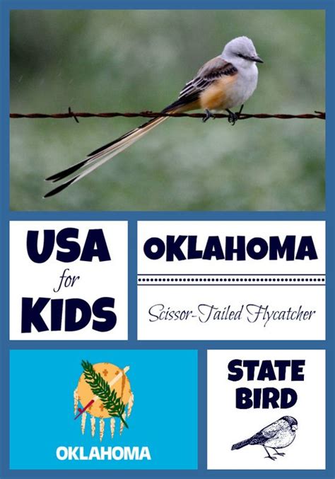 State Bird Coloring Pages by USA Facts for Kids | Bird coloring pages ...