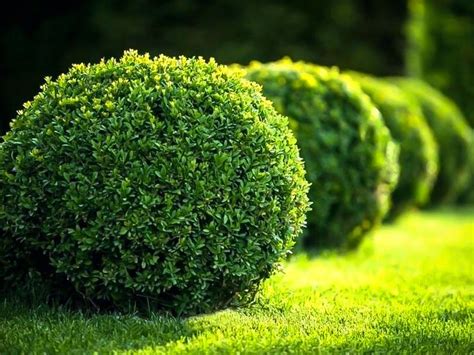 Buy Dwarf English Boxwood Online. Arrive Alive Guarantee. Free Shipping On All Orders Over $99 ...