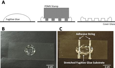 Setup of stretchable substrate. (A) Schematic of forming fugitive glue ...