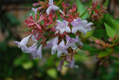 Abelia Francis Mason | Emerald Plants