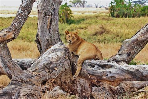 Where Do Lions Live: Lion Habitat - Science Trends