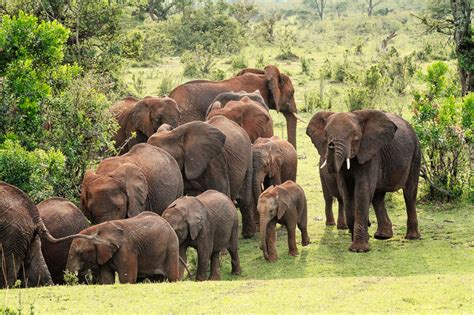 Muddy Elephants in Serengeti National Park - Anne McKinnell Photography