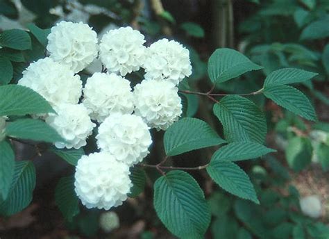 Viburnum plicatum var. plicatum | Landscape Plants | Oregon State ...