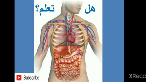 الترقوة في جسم الانسان - نصائح مالية