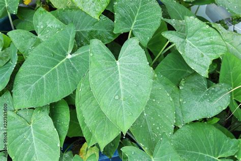 Foto de indian vegetable arvi patra or elephant leaves for indian gujarati food patra snack with ...