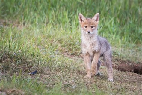 Coyote Dens | Assorted Animals