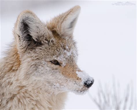 Low light Coyotes in snow - On The Wing Photography