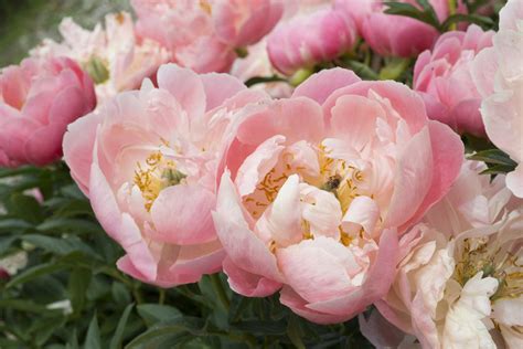 15 Beautiful Varieties of Peony