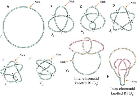 DNA knots and knotted bubbles. Cartoons representing nicked DNA rings... | Download Scientific ...