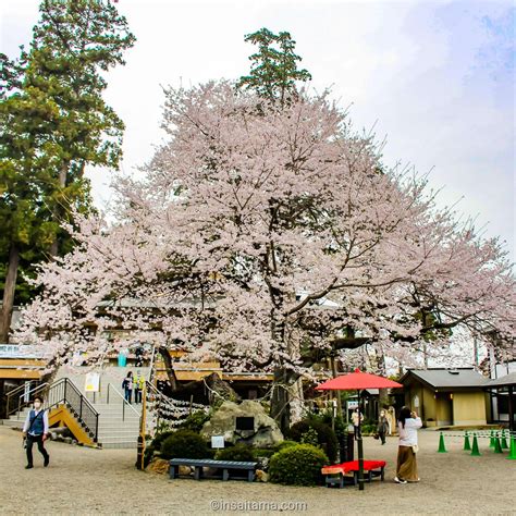 Cherry blossom blessing and one night yozakura at Koma Shrine