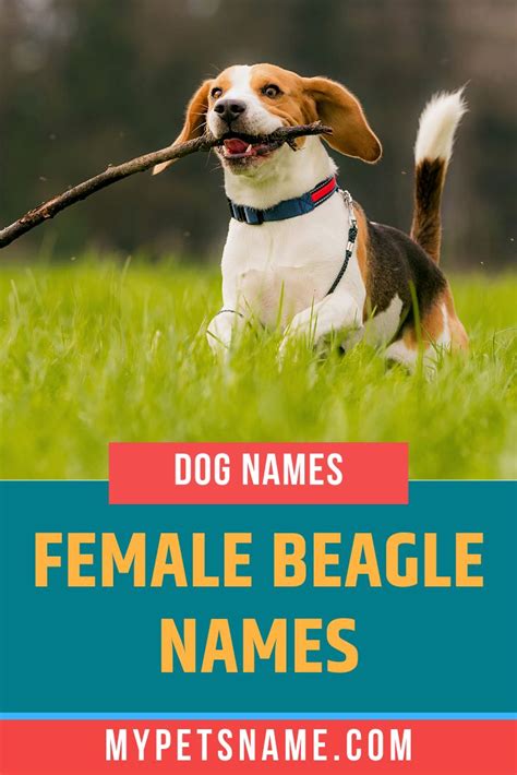 Female Beagle Names | Beagle names, Female dog names, Dog names