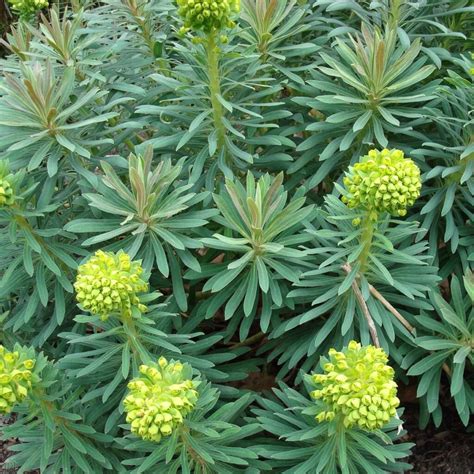 Euphorbia characias wulfenii | Yellow House Heritage Perennials