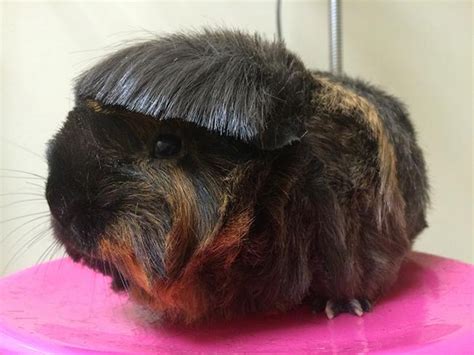 Bangs: The Latest Guinea Pig Haircut Trend