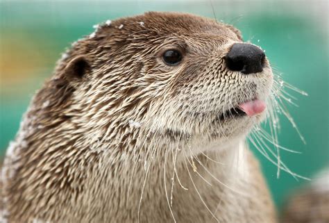 Native wildlife at home at Cleveland museum; Garfield Heights man punished for leaving dog in ...