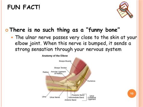 What is Tommy John Surgery?