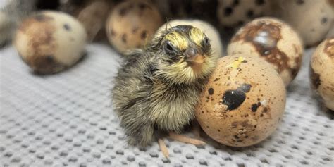 Quail Chicks Hatching