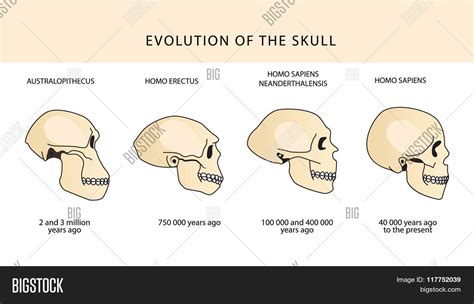 Human Evolution Skull Vector & Photo (Free Trial) | Bigstock