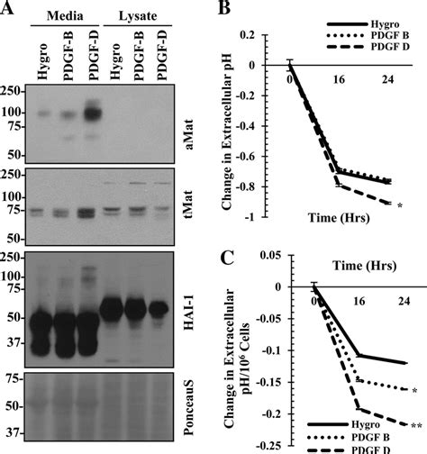 Platelet-derived growth factor-DPDGF-D-specific signaling induces... | Download Scientific Diagram