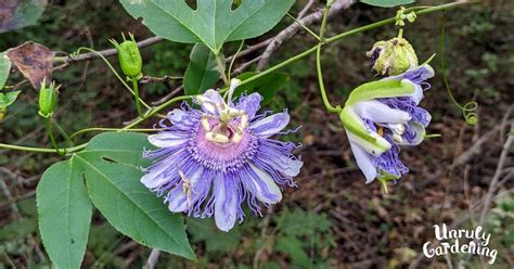 Maypop Passion Flower Recipes | Best Flower Site