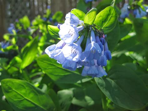 Virginia Bluebells | Rotary Botanical Gardens