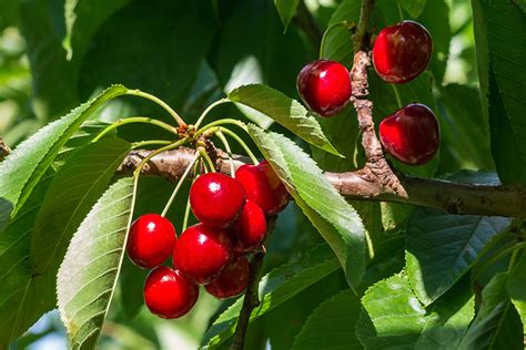 How to care for a Cherry Tree - Guzman's Garden Centers