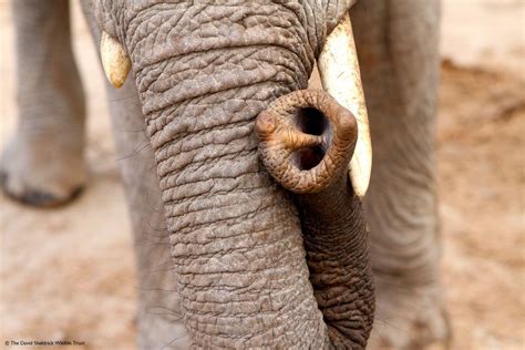 Did You Know - African #elephants have two finger-like tips at the end of their trunk ...