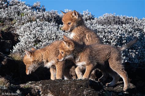 Ethiopian wolf - Africa Geographic