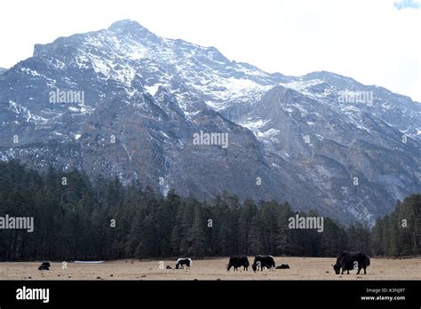 jade dragon snow mountain Stock Photo - Alamy