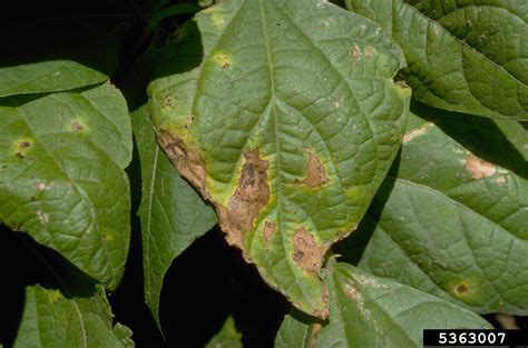 Common bacterial blight of beans, fuscous blight (Xanthomonas axonopodis pv. phaseoli)