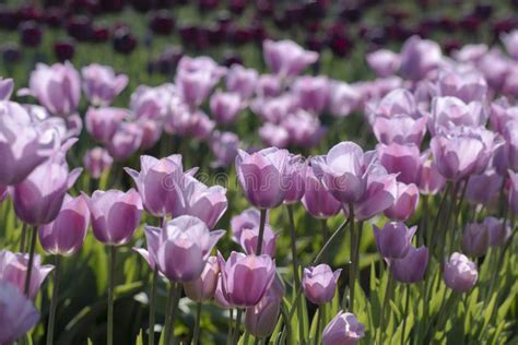 Lavender Tulips in a Field stock photo. Image of group - 90132492