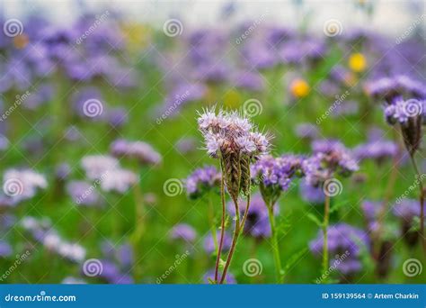 Field of Phacelia in Chuvashia Stock Photo - Image of field, floral: 159139564