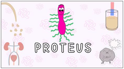 Proteus Mirabilis Morphology Pathogenesis Clinical Significance Diagnosis Microbiology (Music ...