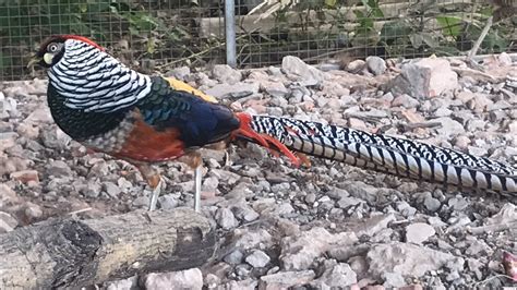 Beautiful males pheasant | pheasant breeding chickens - YouTube