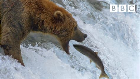 Grizzly bear's amazing salmon catching techniques - BBC - YouTube