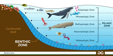 Pleagic Zone - Meaning, Sub-division, & Pleagic Zone Animals - GeeksforGeeks