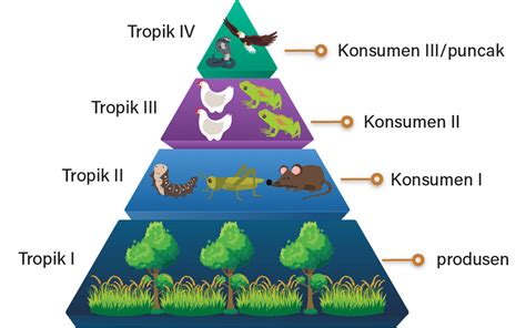 Perhatikan piramida ekologi berikut! Jika...