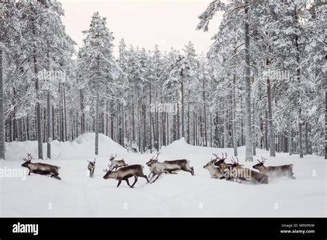 A group of reindeer running through a snowy forest Stock Photo - Alamy