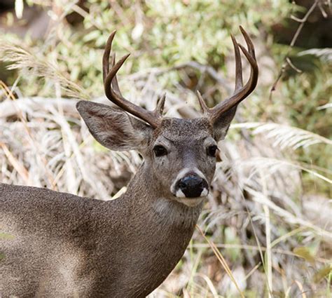 Coues Deer Arizona White-tailed Deer Odocoileus virginianus couesi Photograph of Photo of Image of