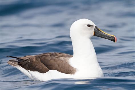 Ecologists develop vaccine to save Endangered albatrosses - Discover ...